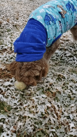 Snow Snowing GIF by Geekster Pets