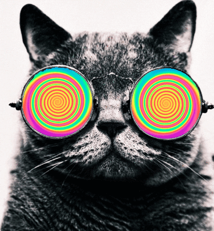 acid trip cat GIF
