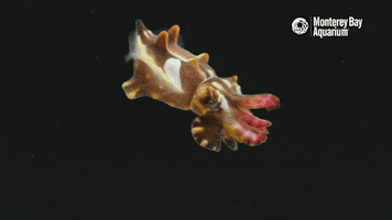 Marine Life Swimming GIF by Monterey Bay Aquarium