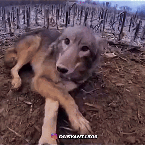 Dog What GIF