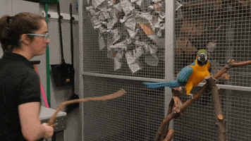 parrot goodbye GIF by California Academy of Sciences