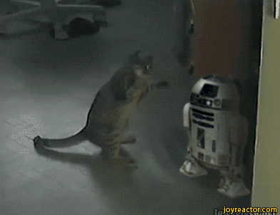 Star Wars GIF - Find & Share on GIPHY