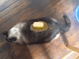 hungry fat cat GIF by Sarah Zucker