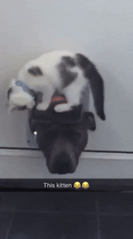 giphy.gif?cid=4d1e4f2981421fcb0969ade83673841b1f2c379f906525f5&rid=giphy.gif