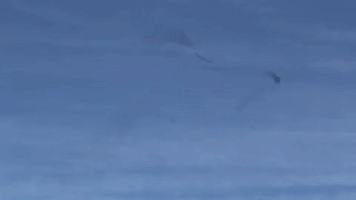 Sky Birds GIF