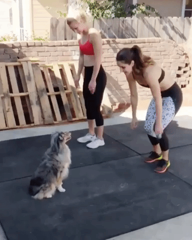Strength training with your pooch