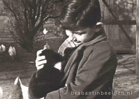 Cat Love GIF by Brabant in Beelden