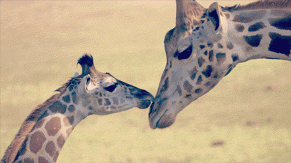 Download Newborn Baby Giraffe Gif Newborn Baby