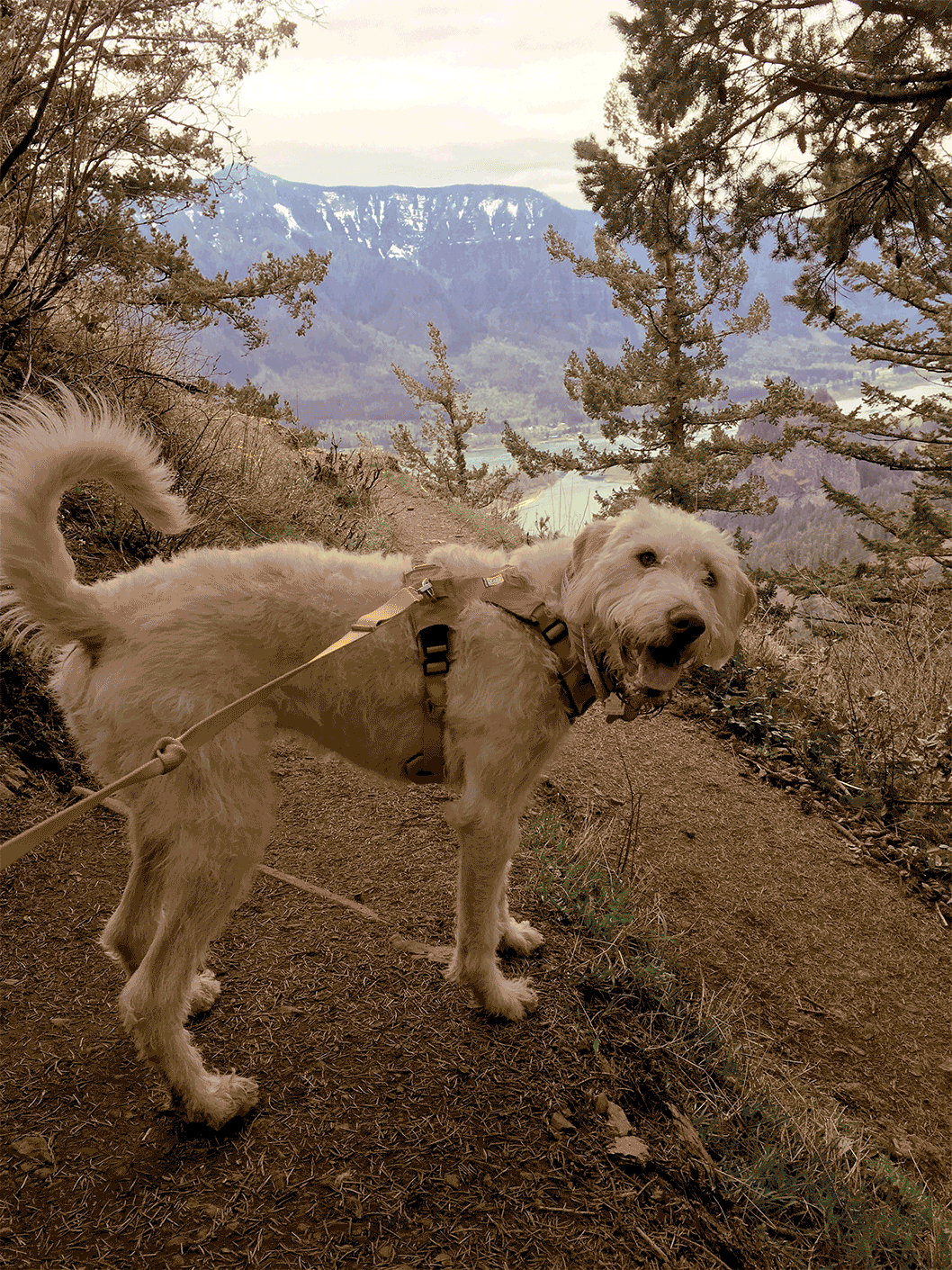 Dog Hiking GIFs Get the best GIF on GIPHY