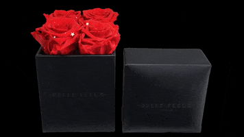 GIF by Belle Fleur Ecuador