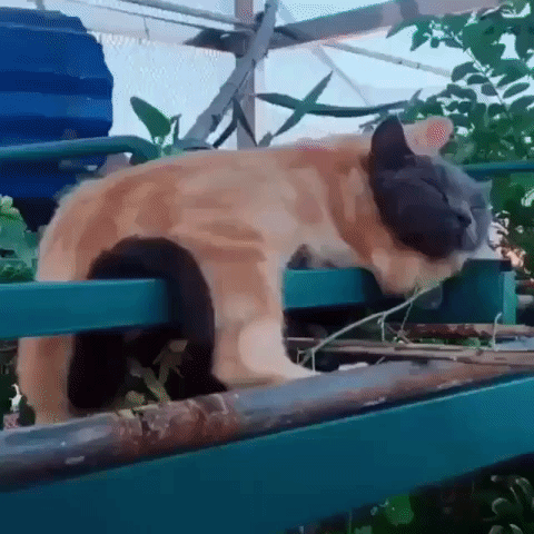 Video gif. Gray shorthair cat closes its eyes and smiles happily while enveloped in a warm embrace from an orange tabby, who has the exact same expression of pure contentedness. They rest together blissfully atop a dark teal structure surrounded by green plants.