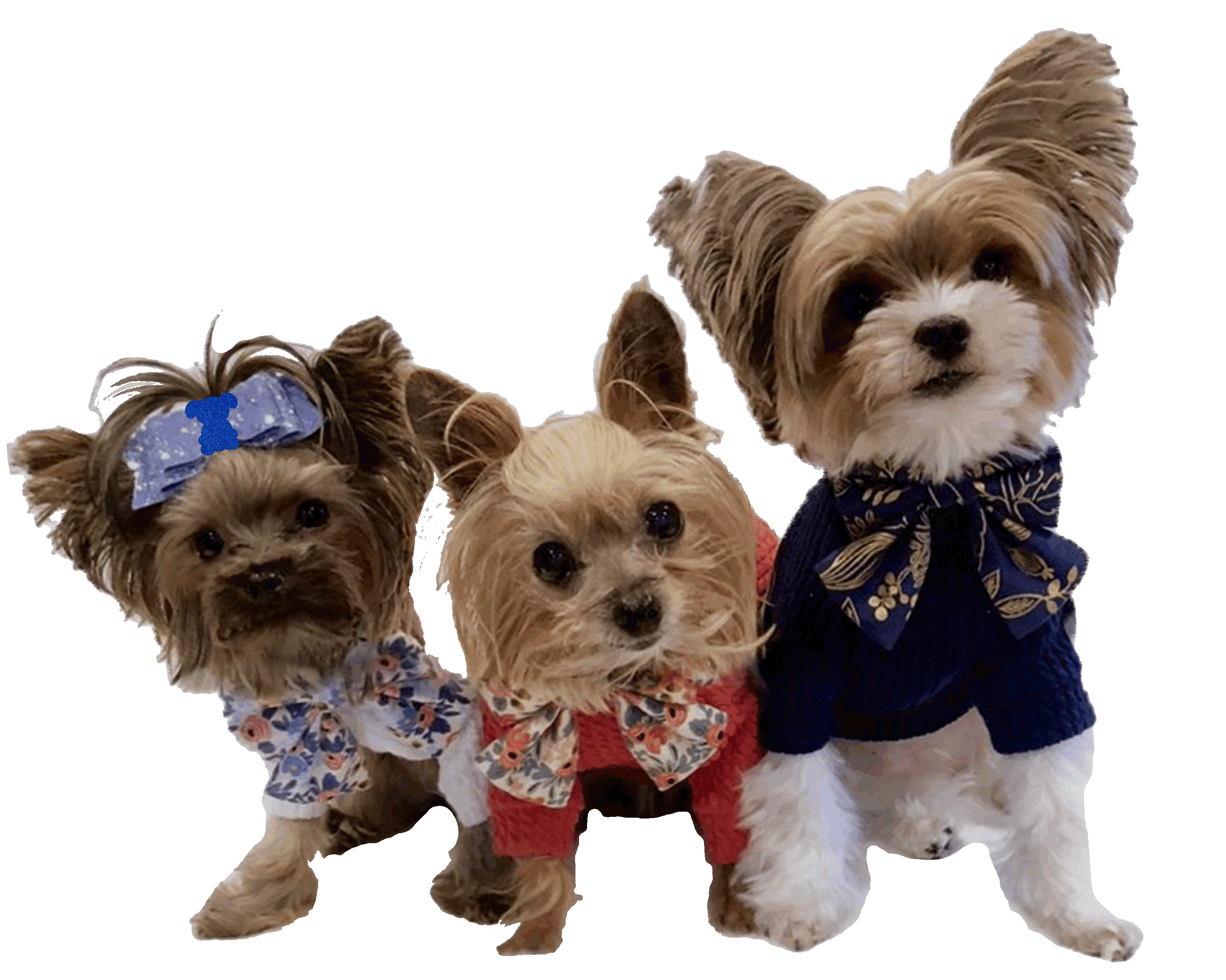 Dog Family Sticker by MISO PUP for iOS & Android GIPHY