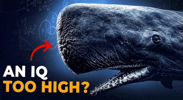 Ocean Whale GIF