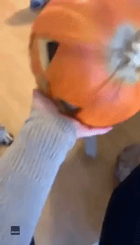 Australian Shepherd Gets Head Stuck in Pumpkin