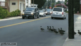ducks level GIF