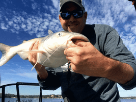 Fishing Catfish GIF
