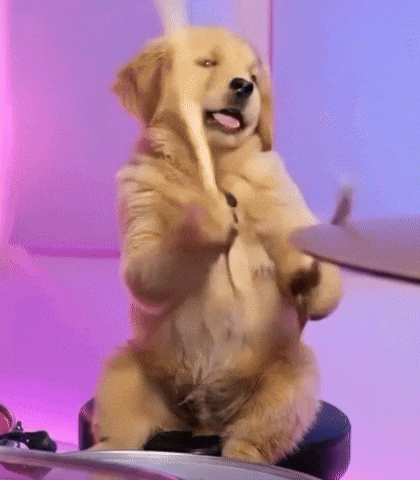 Rock Band Dog GIF