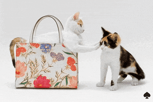 cat GIF by kate spade new york