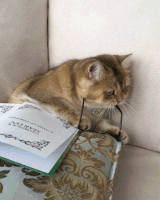 Book Club Cat GIF