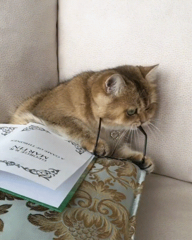 Video gif. A tan cat sits up on a couch with a big book and pillow on its lap. The cat uses its paws to shove a pair of circular glasses onto its face.