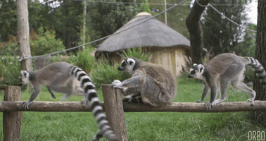 perfect loops lemurs GIF