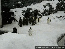 excited penguin GIF
