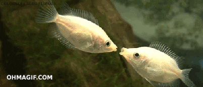 Fish Kissing GIF - Find & Share on GIPHY