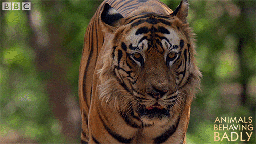 Walking Tiger GIF by BBC - Find & Share on GIPHY