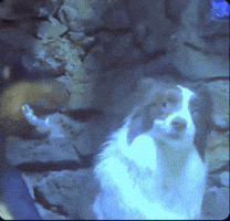 Happy Fight GIF