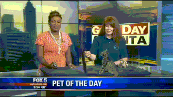pet of the day GIF