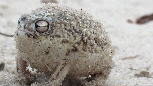 desert rain frog