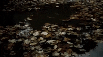 Cabin In The Woods Fall GIF