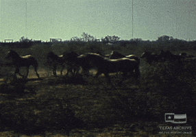 goodnight-loving trail horse GIF by Texas Archive of the Moving Image