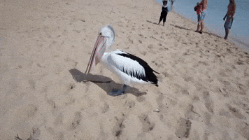 200.gif