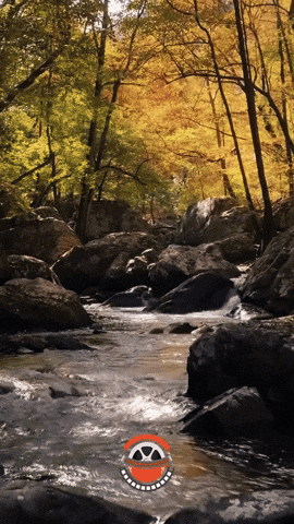Forest September GIF by Golden Way Media Films