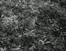 rabbit eating GIF