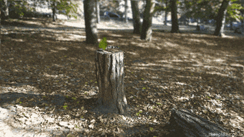 tree trunk fall GIF by sheepfilms