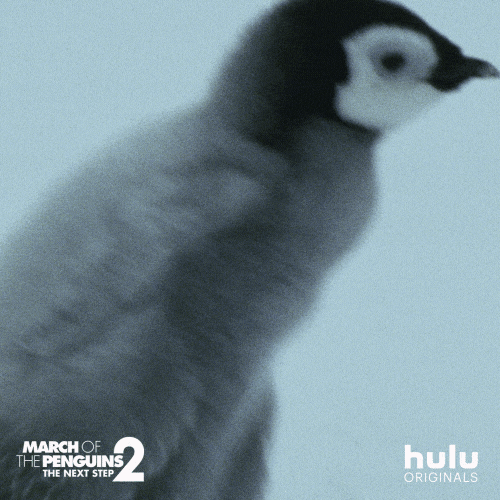 March Of The Penguins Baby GIF by HULU
