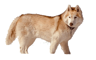 Sticker by Appartements_Andy