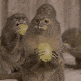 pygmy marmoset eating GIF