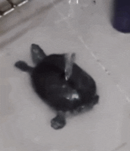 Giphy - Side To Side Reaction GIF