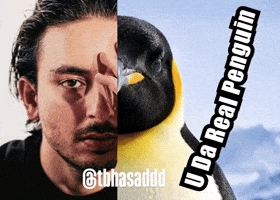 Penguin GIF