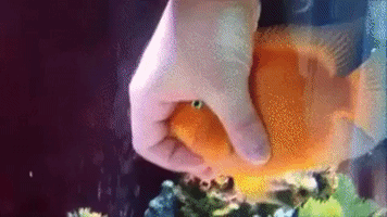 adorable pet fish GIF