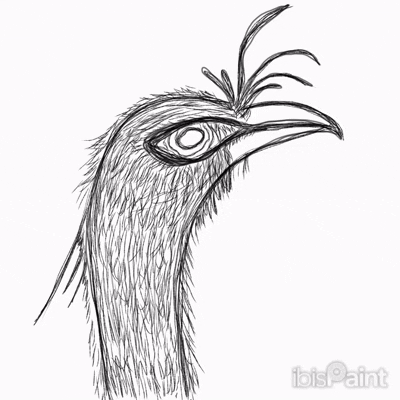 Ibist Ornithology Artanddesaign GIF