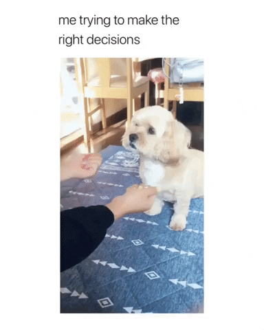 magic puppy GIF by JustViral.Net