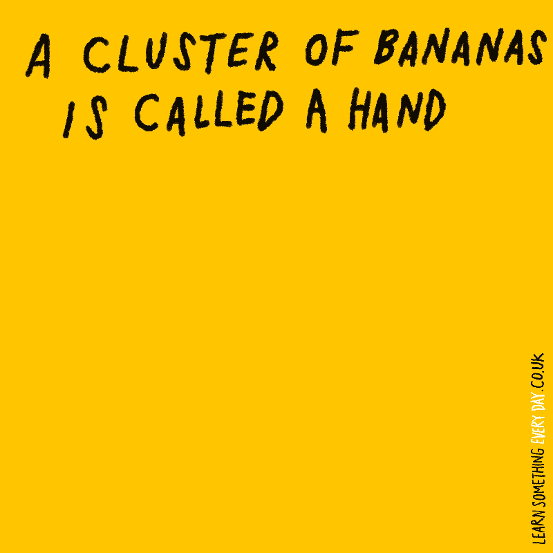 Bananas Wtf GIF by Learn Something Every Day Find & Share on GIPHY