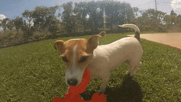 leswauz dog puppy doggy shaking GIF