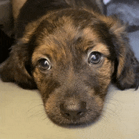 Puppy Eyes GIF by Helen Woodward Animal Center