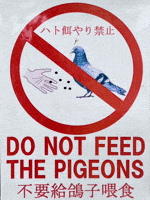 Japan Pigeon GIF