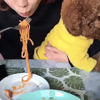 dog spaghetti GIF